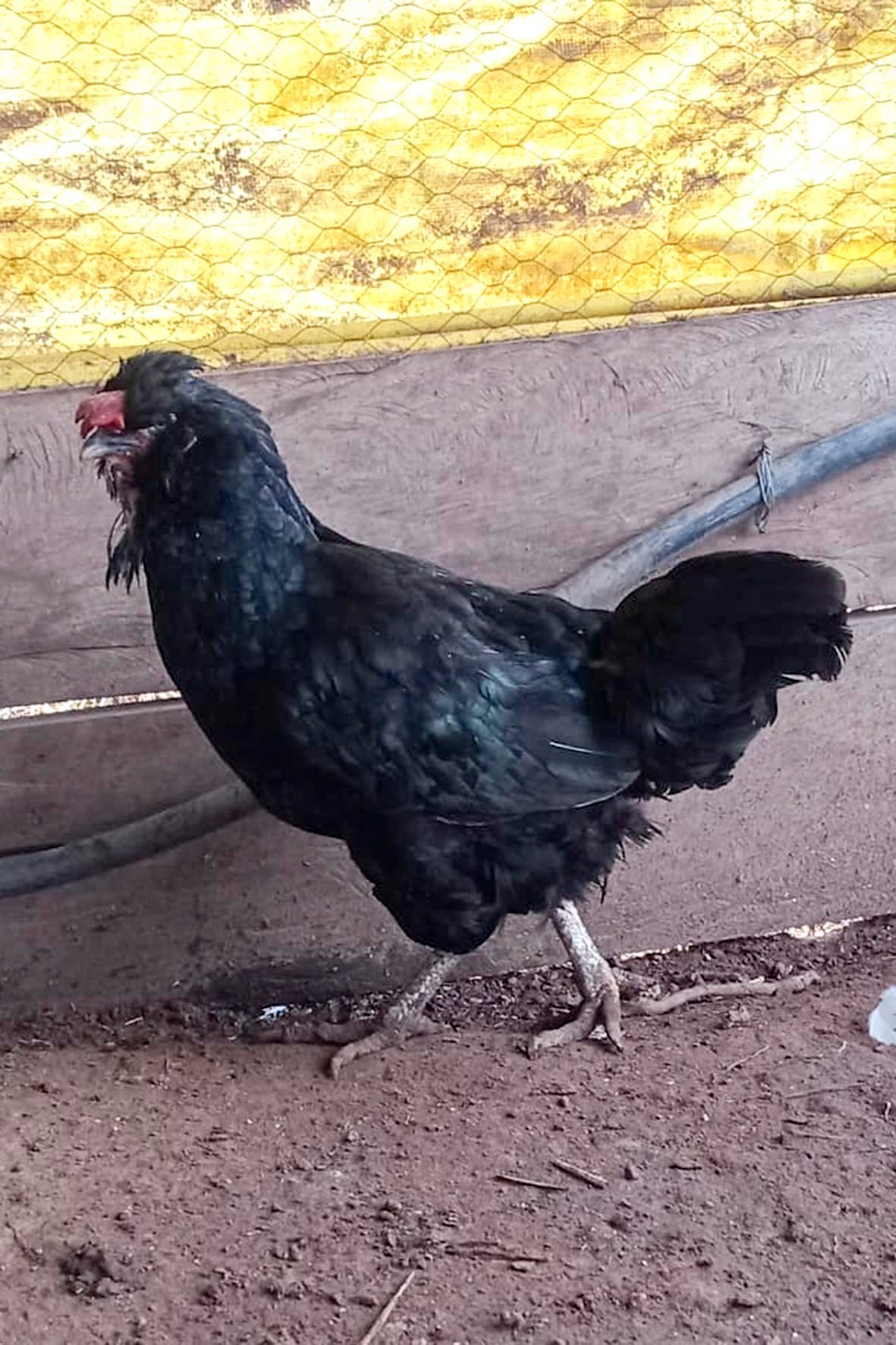 WhatsApp Image 2025-04-03 at 7.35.51 PM copia.jpg